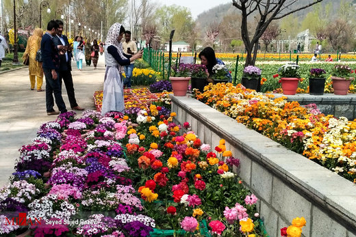 جشنواره گل لاله در کشمیر