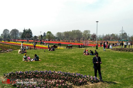 جشنواره گل لاله در کشمیر