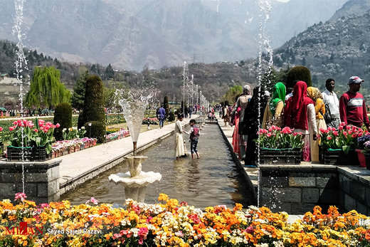 جشنواره گل لاله در کشمیر