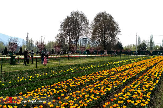 جشنواره گل لاله در کشمیر