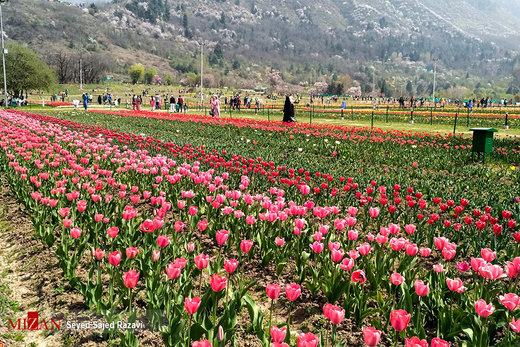 جشنواره گل لاله در کشمیر