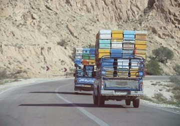 کوچ ۸۰ هزار کلنی زنبور عسل به چهارمحال و بختیاری آغاز شد