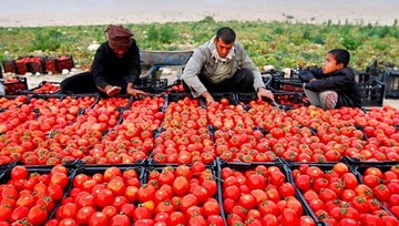 دلیل رفت و برگشت قیمت گوجه فرنگی چه بود؟