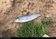 شیلات: ۷ هزار تن ماهی اسیر سیلاب شد و رفت!