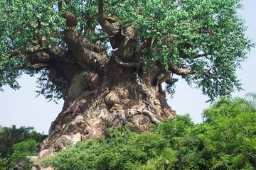 ثبت درختان کهنسال استان مرکزی در فهرست میراث ملی طبیعی کشور