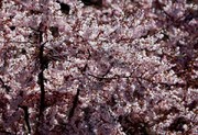 ببینید | شکوفه های بهاری باغات کاشان در اسفندماه ۹۹