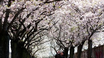 شکوفه های بهاری در آلمان
