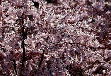 شکوفه های بهاری در آلمان