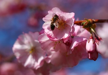 شکوفه های بهاری در سوئیس