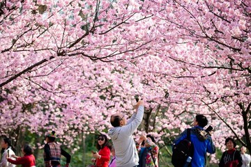 شکوفه های بهاری در چین