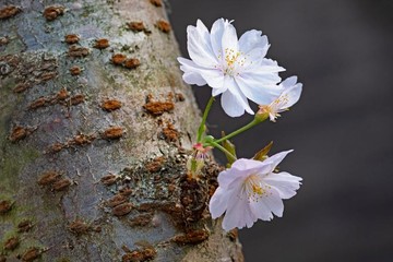 شکوفه های بهاری در سنگاپور