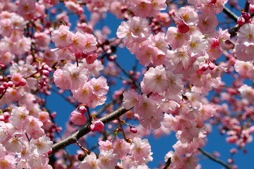 شکوفه های بهاری در سوئیس