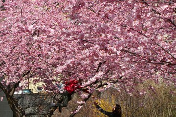شکوفه های بهاری در سوئیس