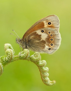 Large heath افزایش 162 درصدی داشته است