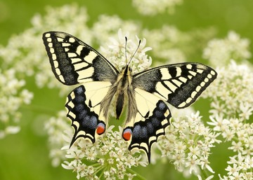 Swallowtail افزایش 52 درصدی داشته است