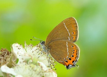 Black hairstreak در مقایسه با سال 2017 افزایش 926 درصدی داشته است