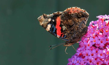 Red admiral افزایش 75 درصدی داشته است