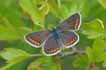 Brown argus افزایش 152 درصدی داشته است