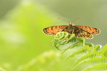 Heath fritillary افزایش 161درصدی داشته است