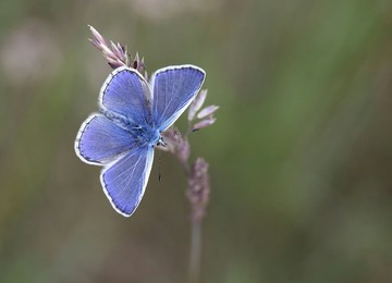 Common blue افزایش 104درصدی داشته است