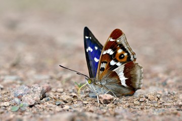 Purple emperor افزایش 70 درصدی داشته است