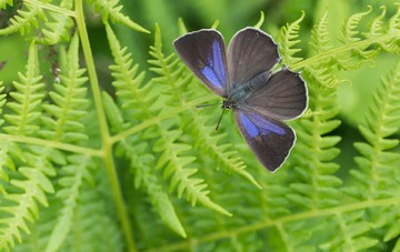 Purple hairstreak افزایش 184 درصدی داشته است