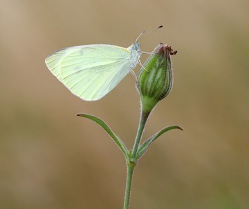 Small white افزایش 155 درصدی داشته است