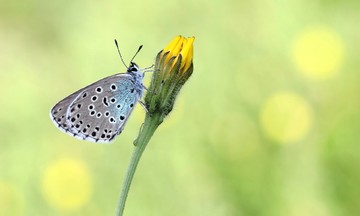 Large blue افزایش 58 درصدی داشته است