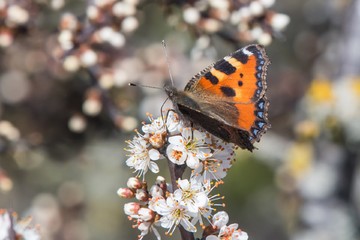 Small tortoiseshell افزایش 38 درصدی داشته است