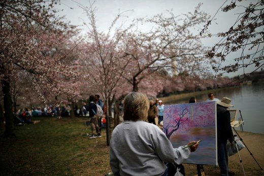 شکوفه های بهاری در واشینگتن