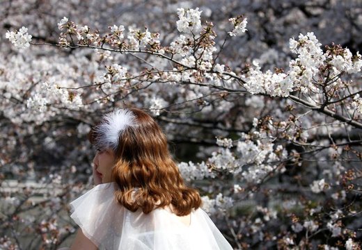 شکوفه های بهاری در ژاپن