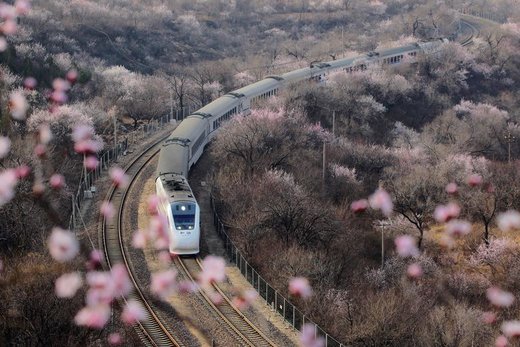 شکوفه های بهاری در چین