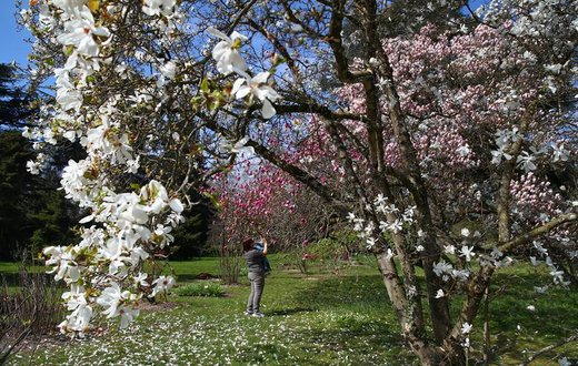 شکوفه های بهاری در سوئیس
