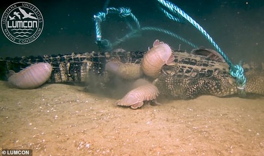 خورده شدن الیگاتور توسط جورپایان غول‌پیکردر آب‌های مکزیک/ عکس
