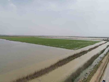 خسارت سیلاب به ۳۰ هزار هکتار از مزارع نیشکر خوزستان