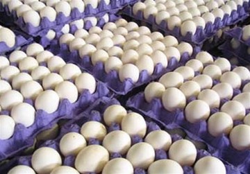 اتحادیه مرغ تخم‌گذار استان تهران: تخم‌مرغ برای مان کیلویی ۸۴۰۰ تومان تمام می شود، ۶۲۰۰ تومان می‌فروشیم