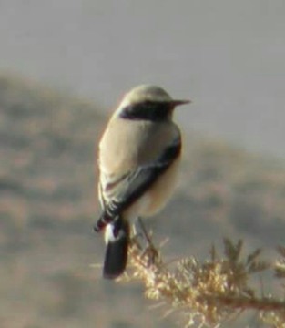 مشاهده ۵ گونه جدید پرنده در چهارمحال و بختیاری