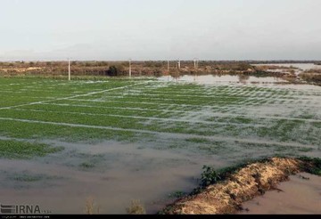 خسارت ۴۳۲ میلیارد ریالی سیل به اراضی کشاورزی آذربایجان‌غربی