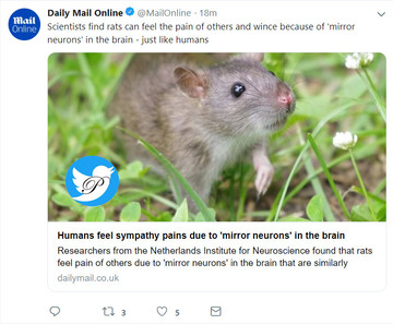 موش‌ها مانند انسان درد در دیگران را حس می‌کنند
