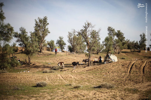 پناه بردن سیل‌زدگان خوزستان به جنگل
