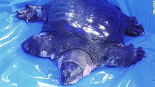 خطر انقراض کمیاب‌ترین گونه لاک‌پشت در جهان
