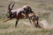 تصاویر | شکار ناموفق یوزپلنگ در کنیا
