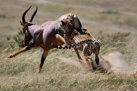 شکار ناموفق یوزپلنگ در حیات وحش کنیا