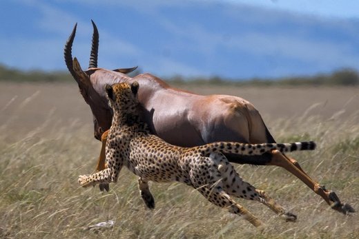 شکار ناموفق یوزپلنگ در حیات وحش کنیا