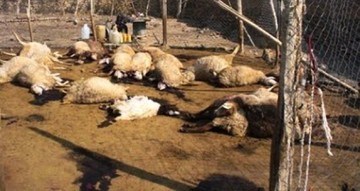 تلفات گسترده سیلاب به ذخایر پروتئینی کشور/ میلیون‌ها قطعه طیور، ماهی و هزاران راس دام تلف شدند