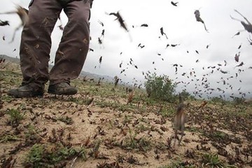 مبارزه با ملخ‌های صحرایی در سیستان‌وبلوچستان در حال انجام است