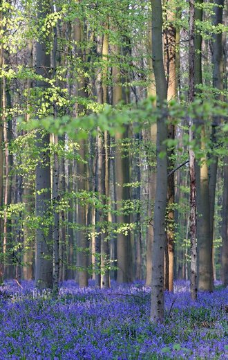 جنگل هالربوس بلژیک