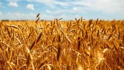 پیش‌بینی افزایش ۳۰ درصدی برداشت گندم در آذربایجان‌غربی