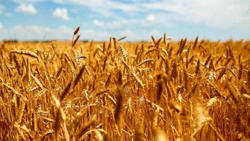 پیش‌بینی افزایش ۳۰ درصدی برداشت گندم در آذربایجان‌غربی