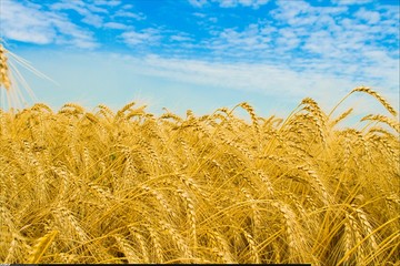 آیا کمبود گندم در کمین کشور است؟‌